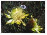 Protea on Mt Kenya * 4983 x 3613 * (14.35MB)